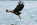 Seeadler Müritz